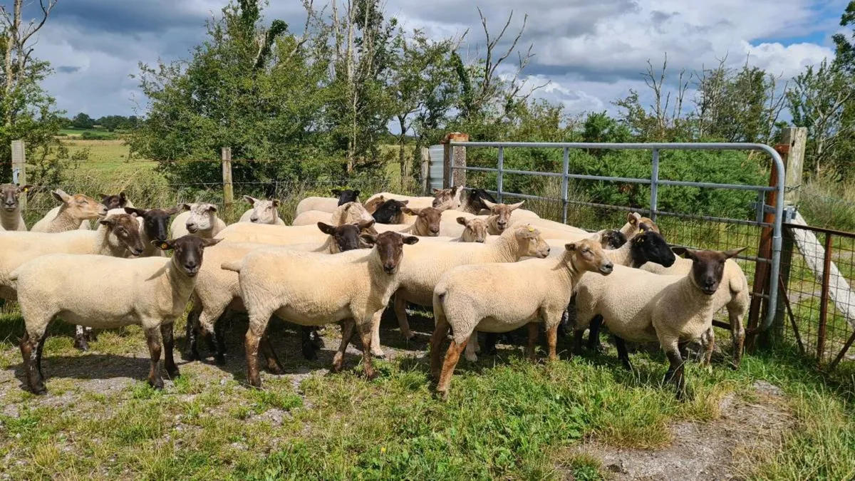 HOGGETS - Image 1