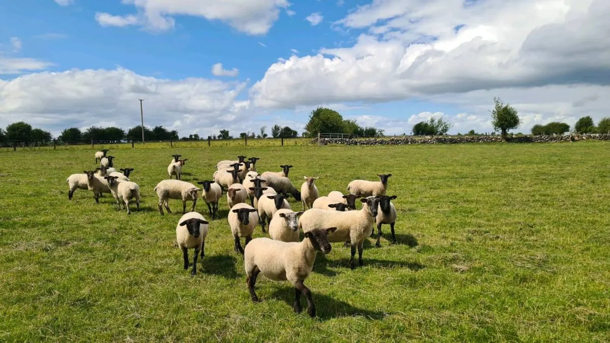 HOGGETS - Image 3