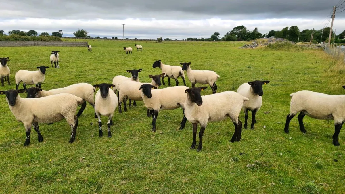 HOGGETS - Image 4