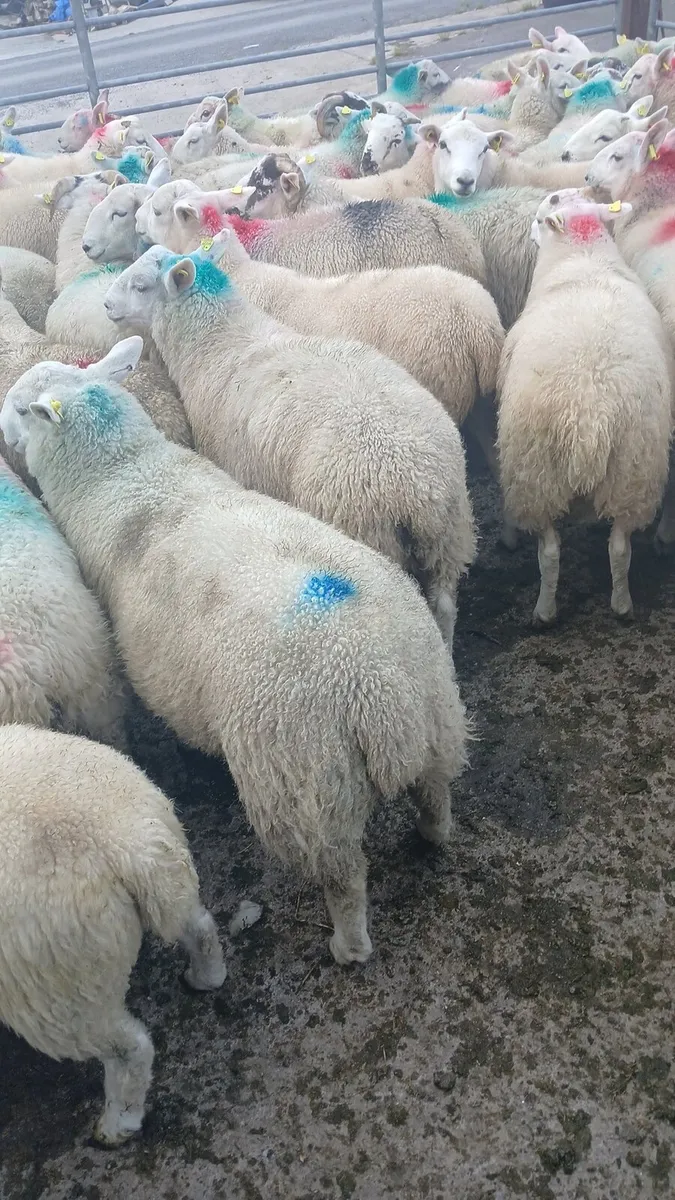 Ram lambs - Image 2