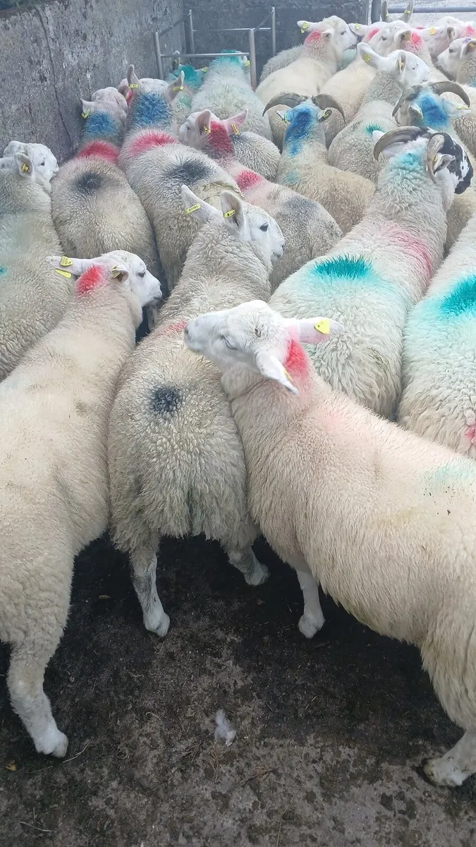 Ram lambs - Image 3