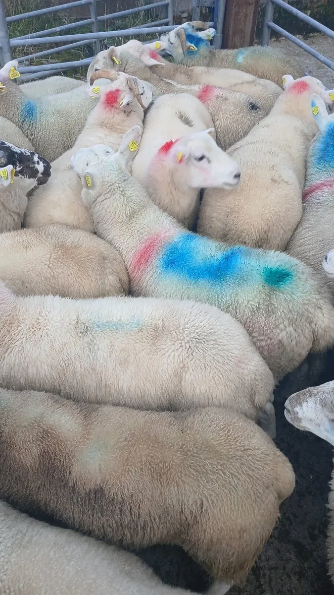 Ram lambs - Image 4