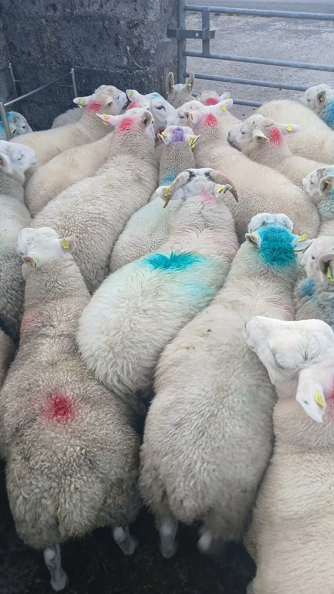 Ram lambs - Image 1