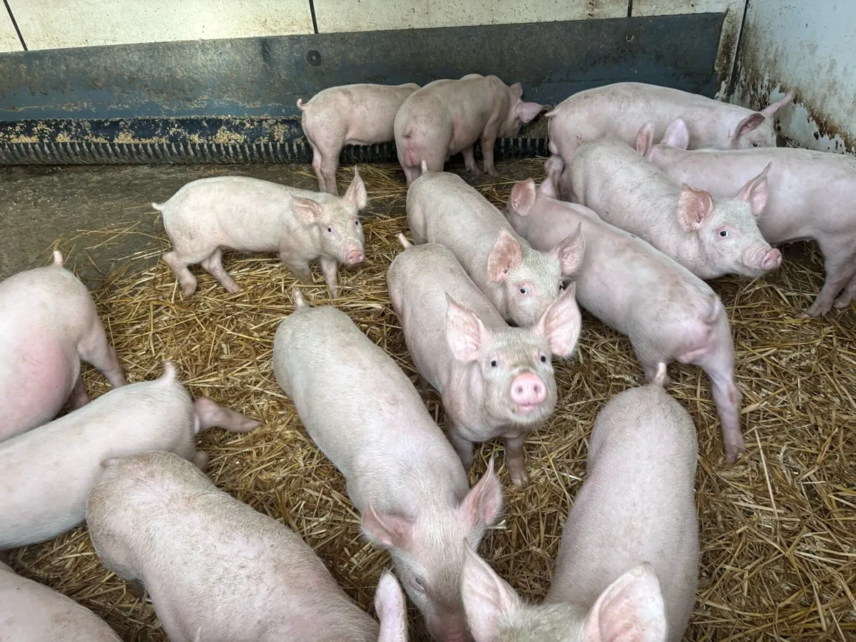 Large White cross Weaner Pigs - Image 2
