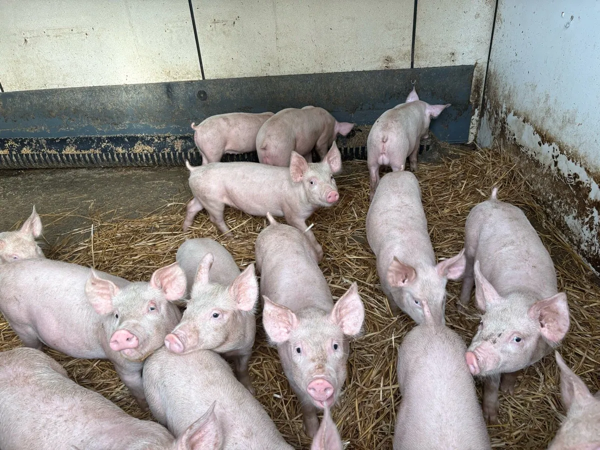 Large White cross Weaner Pigs - Image 3