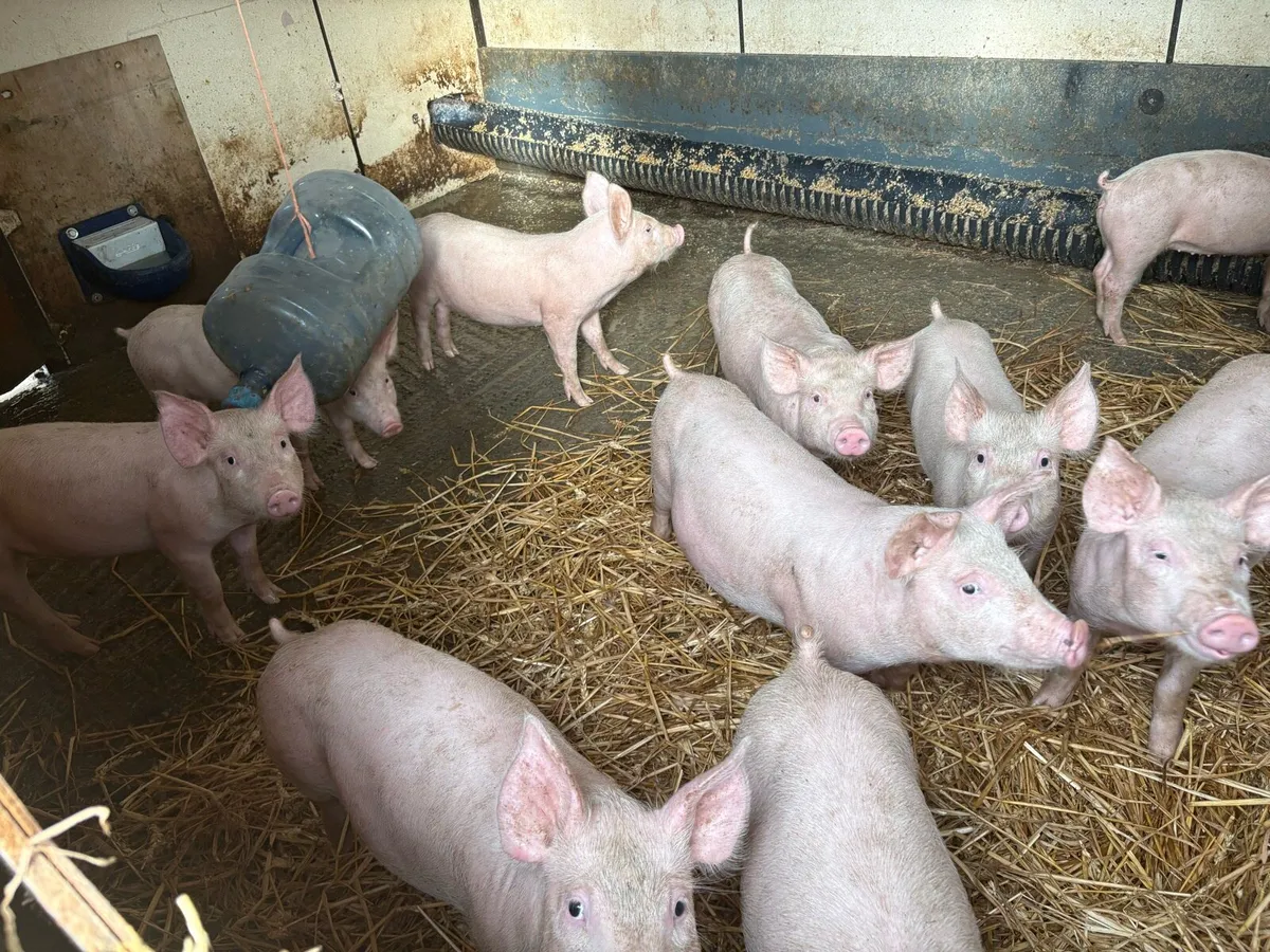Large White cross Weaner Pigs - Image 4