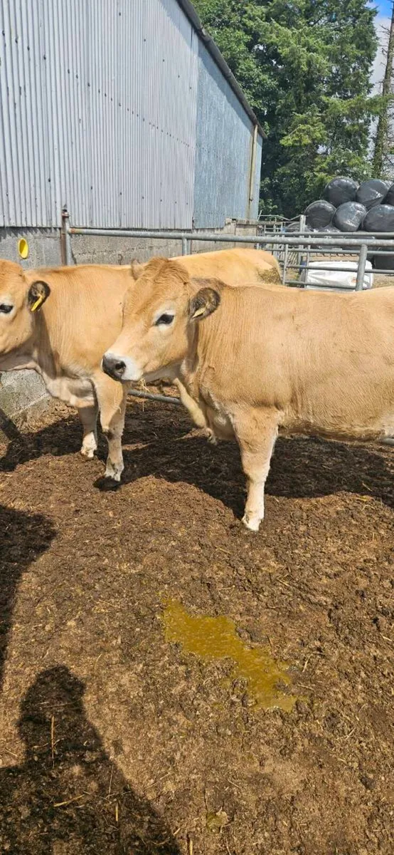Aubrac Weanlings - Image 2