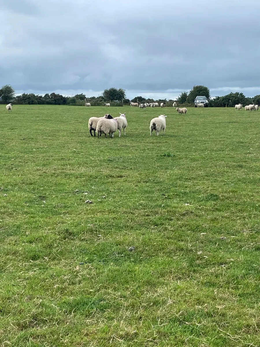 Store lambs - Image 1