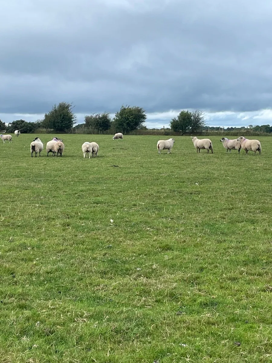 Store lambs - Image 2