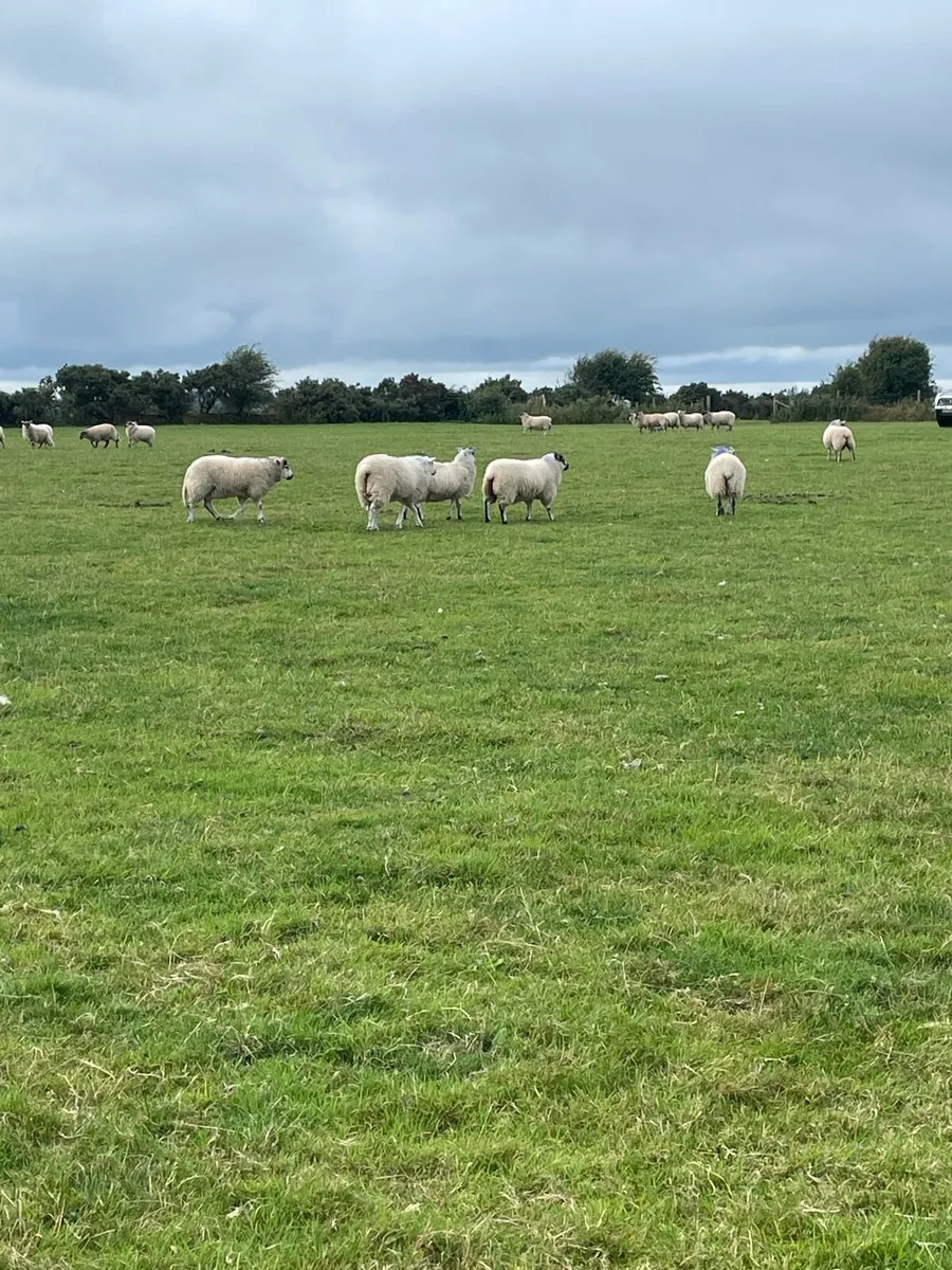 Store lambs - Image 3