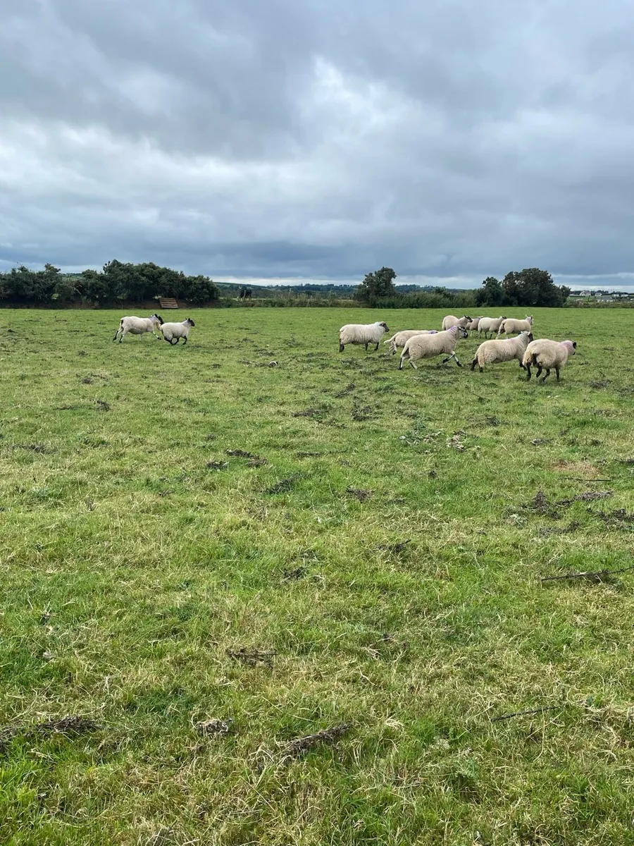 Store lambs - Image 4