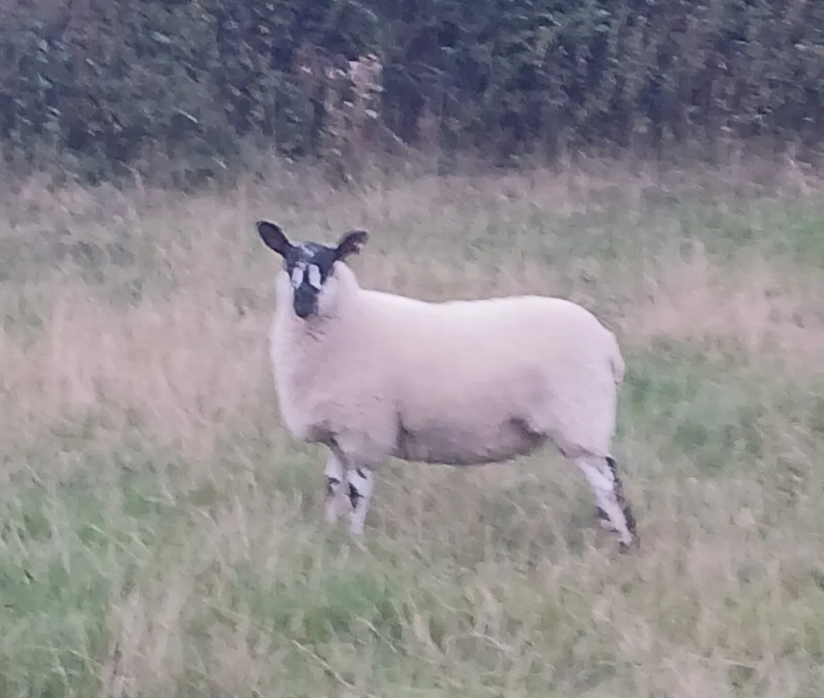 Suffox and milford Hoggets - Image 3