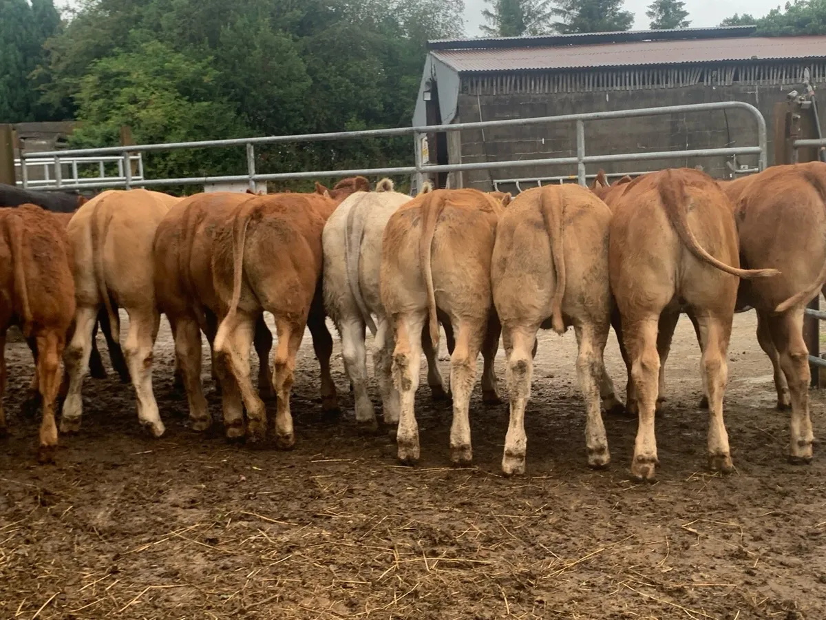 10 super u and e grade heifers - Image 1
