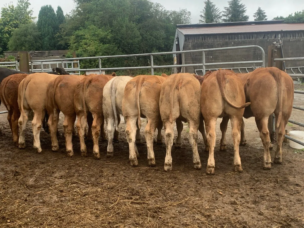 10 super u and e grade heifers - Image 2