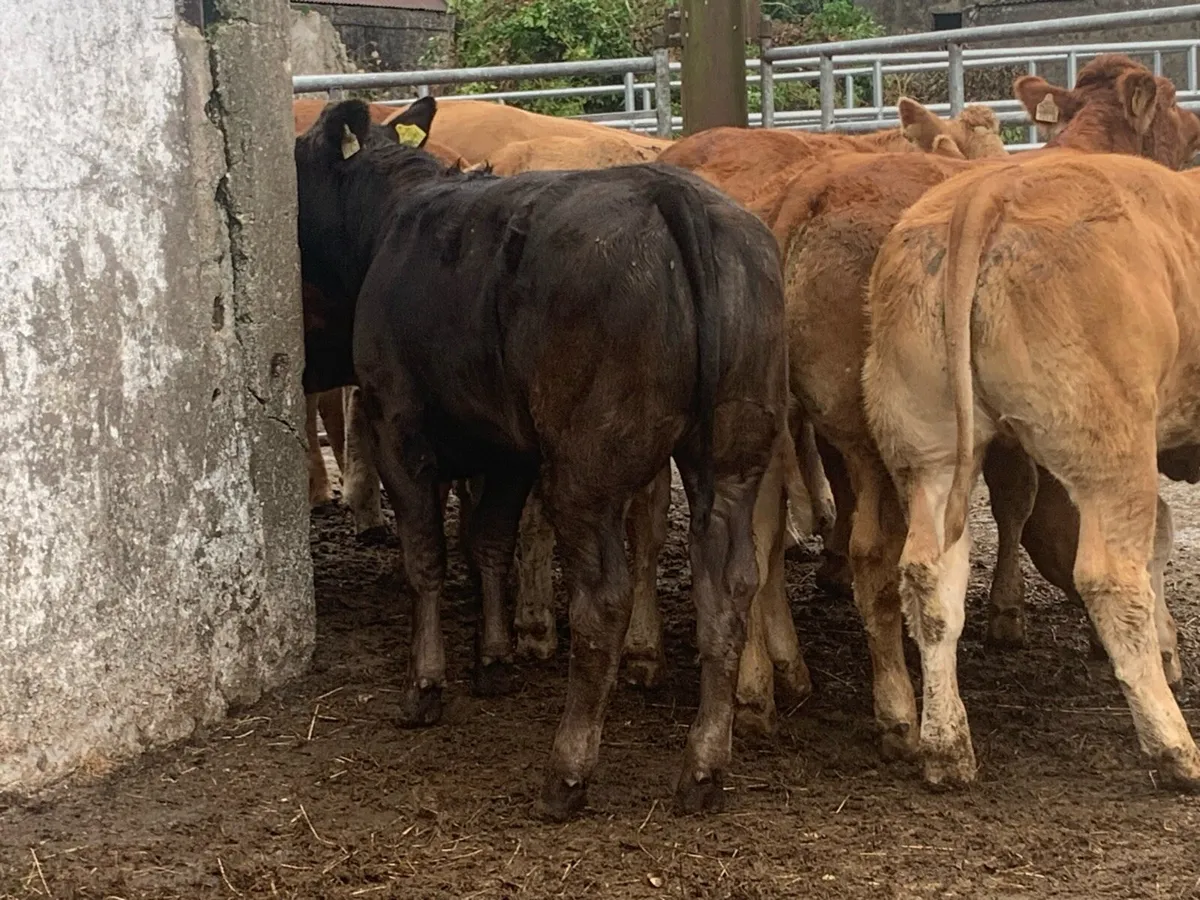 10 super u and e grade heifers - Image 3