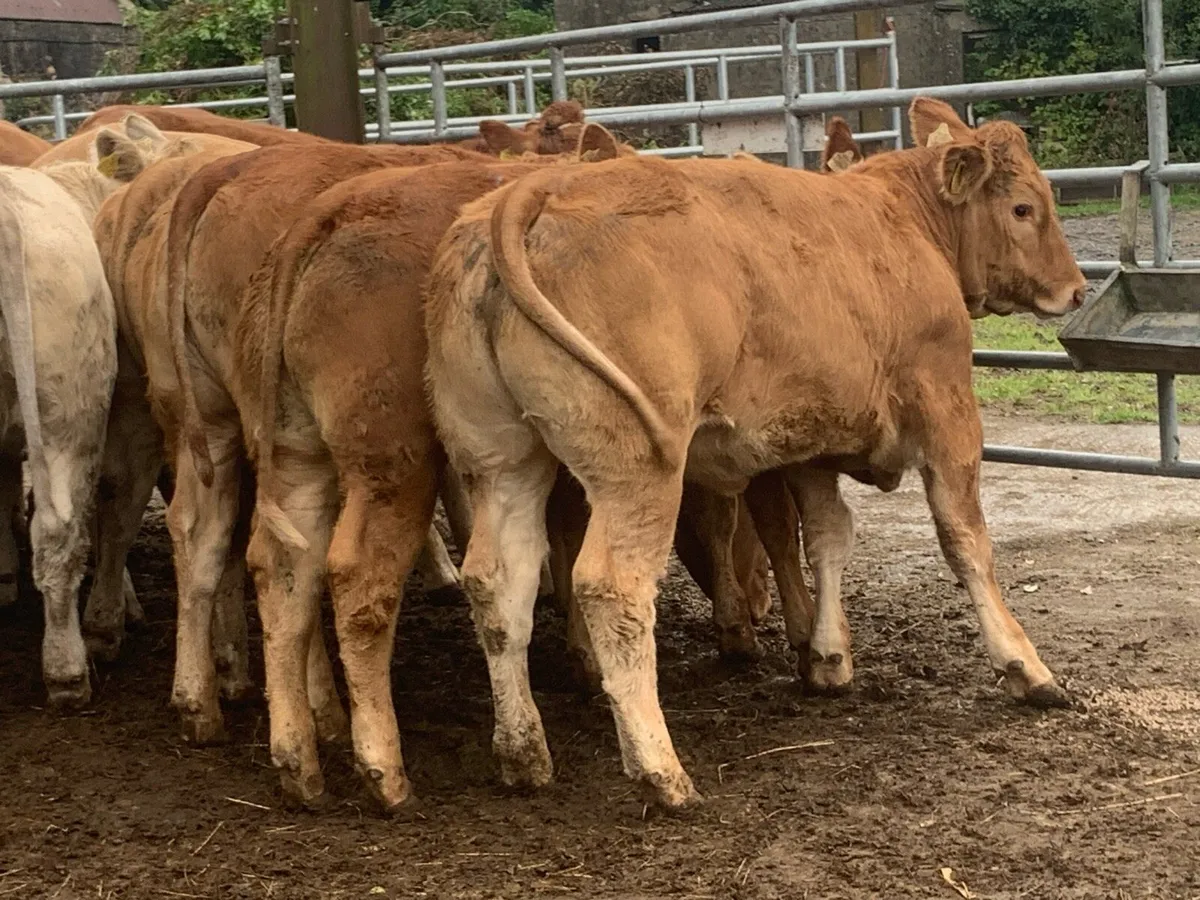 10 super u and e grade heifers - Image 4