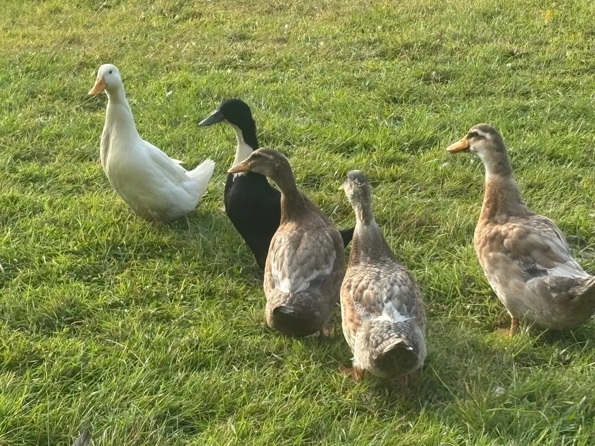 Ducks - Image 2