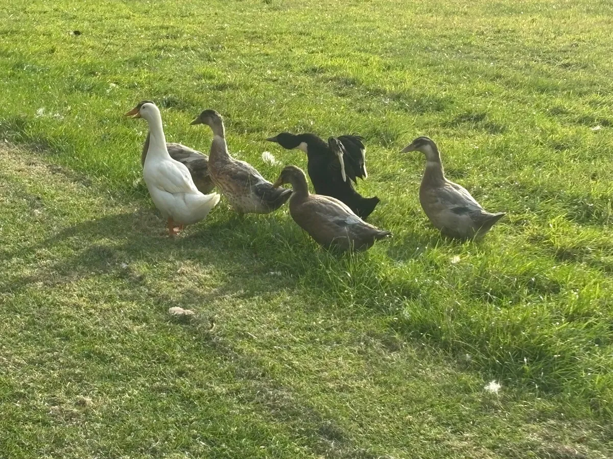 Ducks - Image 3