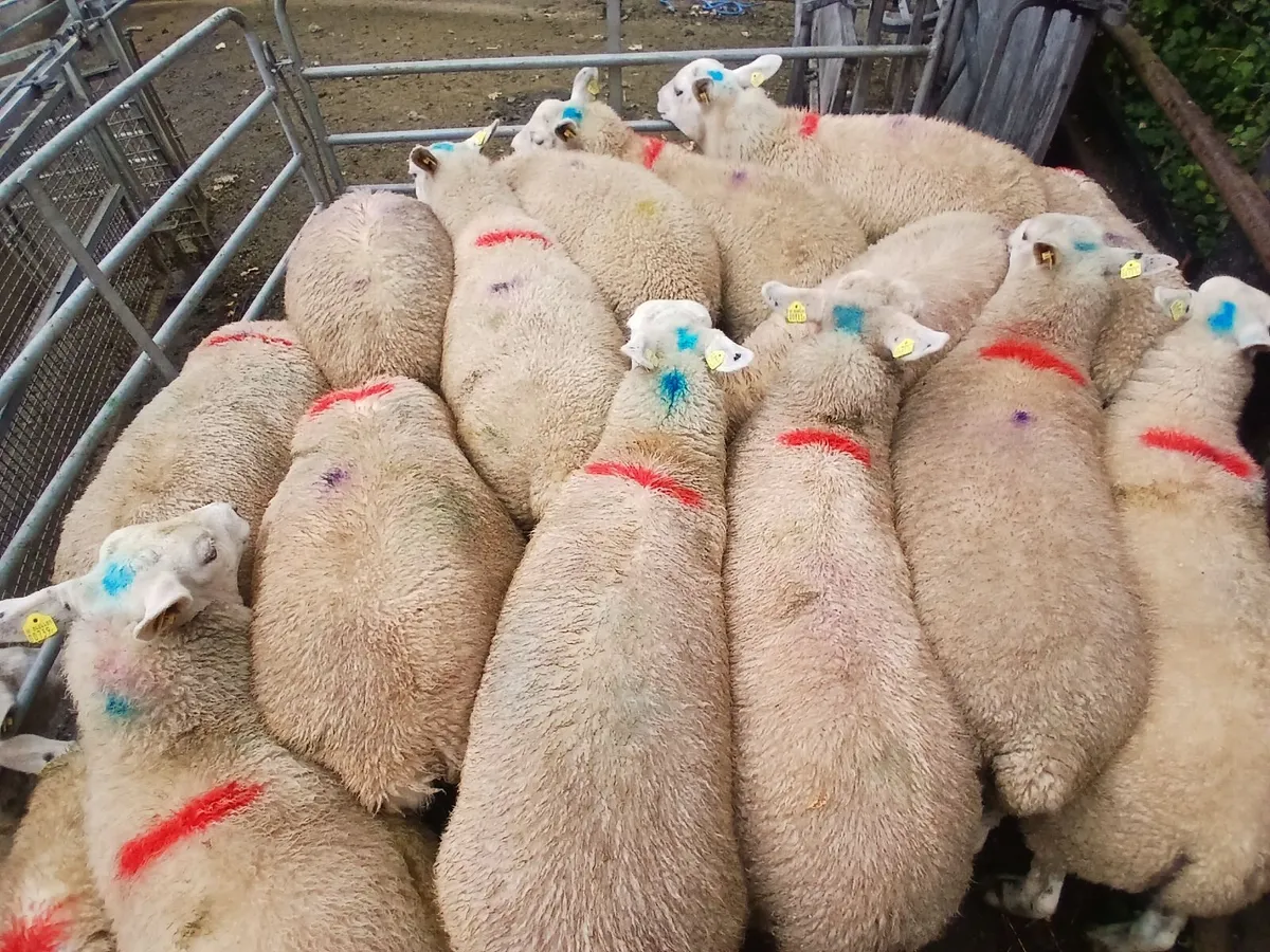 Texel x Belclare Ewe lambs - Image 3