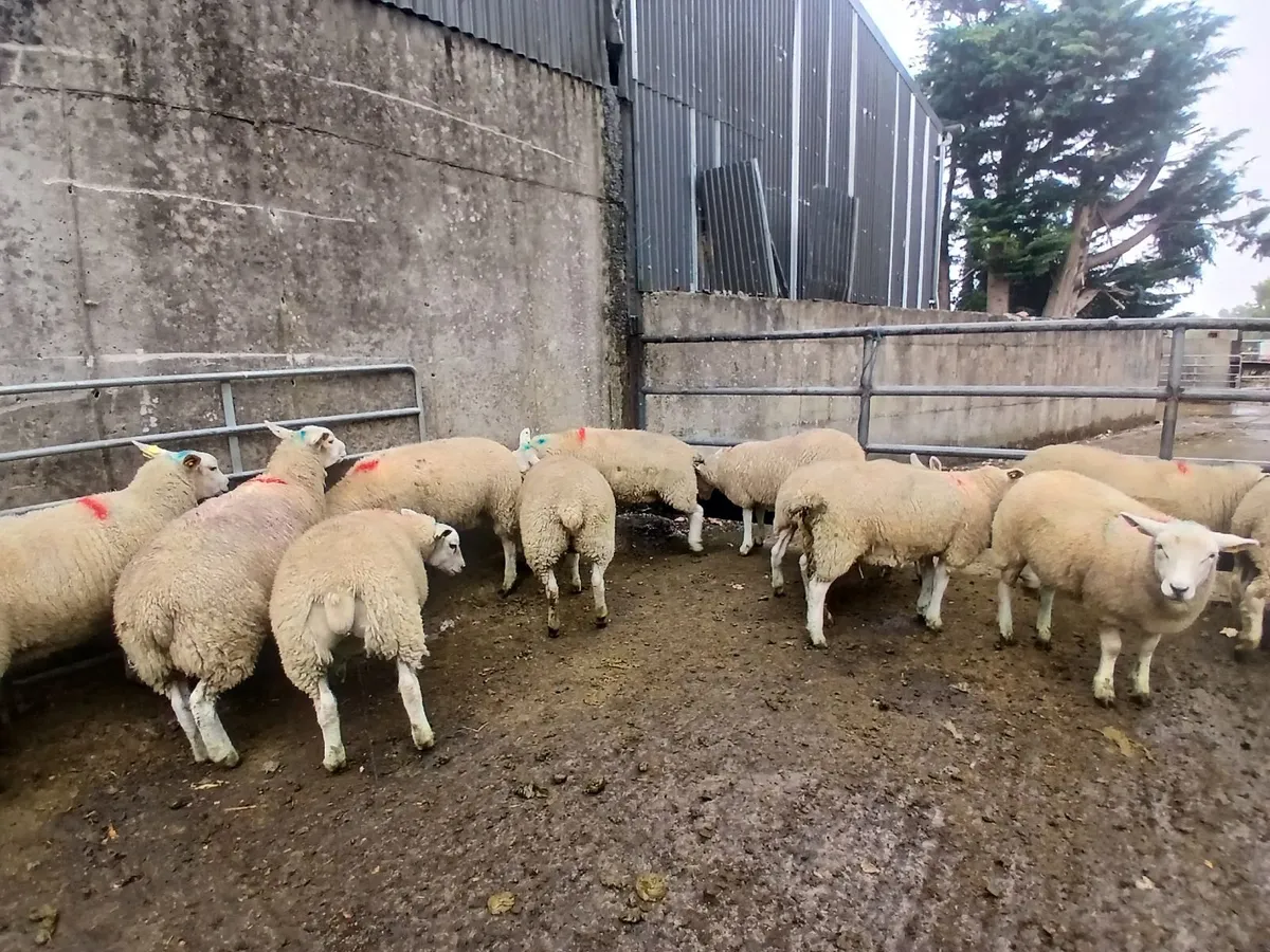 Texel x Belclare Ewe lambs - Image 4