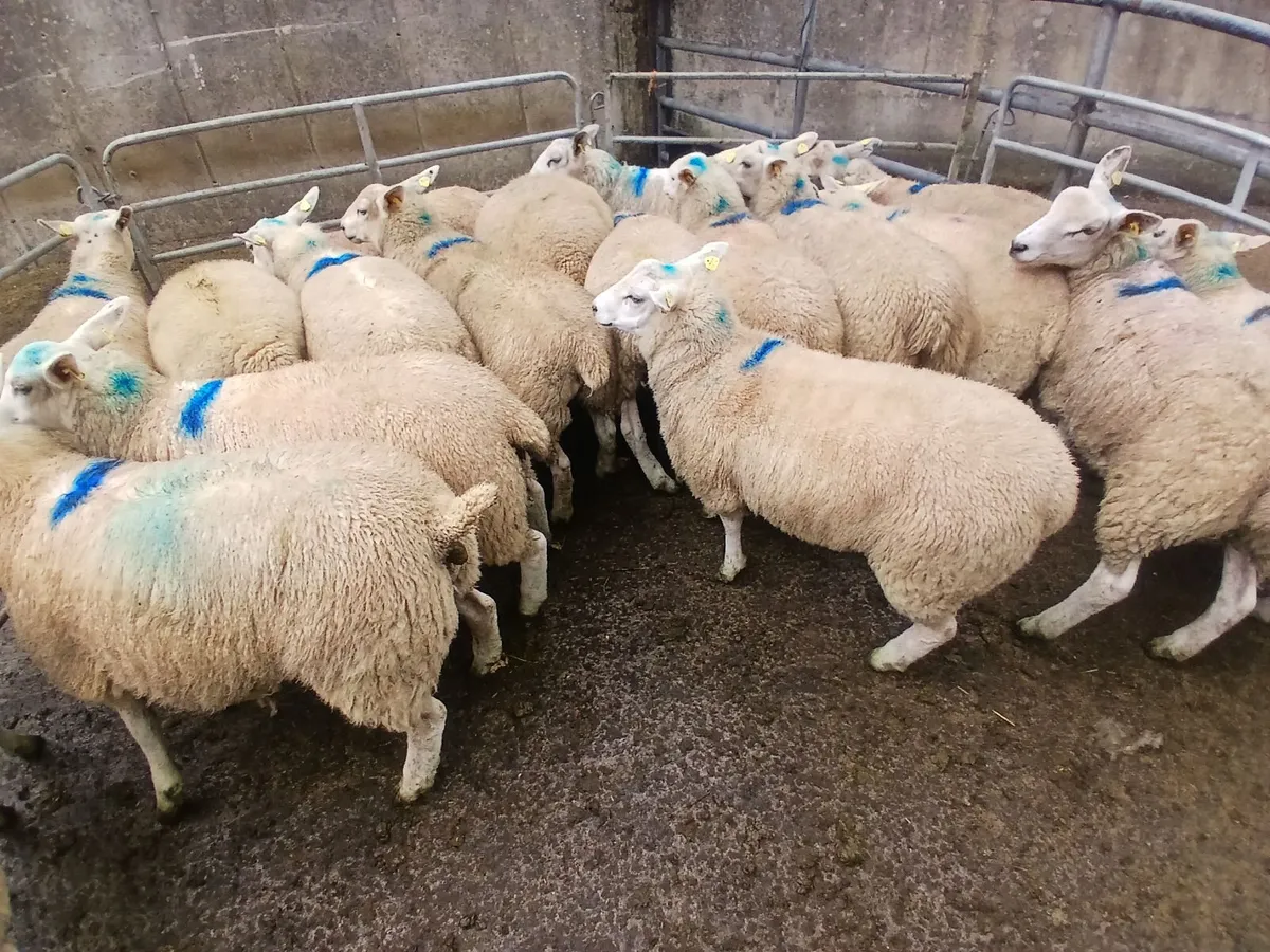 Texel x Belclare Ewe lambs - Image 2