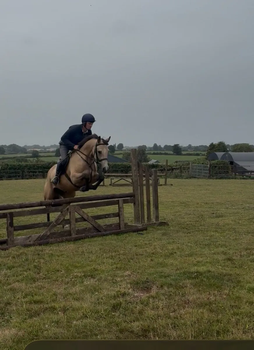 Pony - Image 4