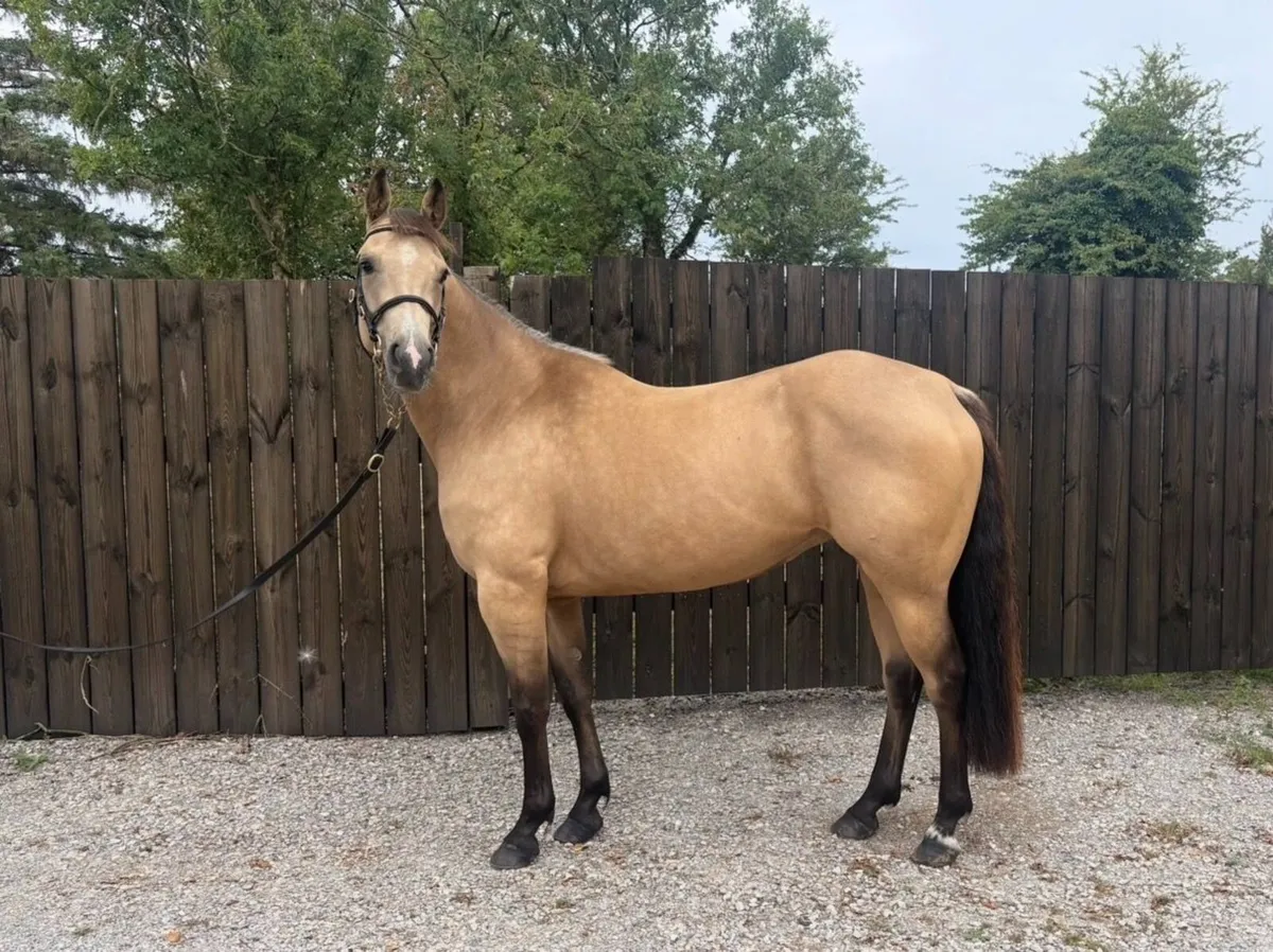 Pony - Image 1
