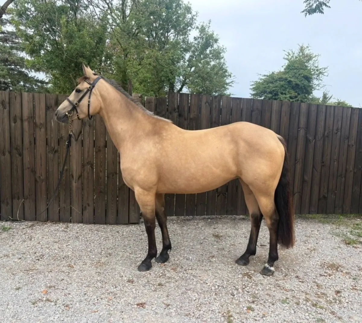 Pony - Image 3