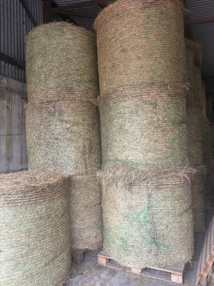 Round Bales of Hay - Image 1