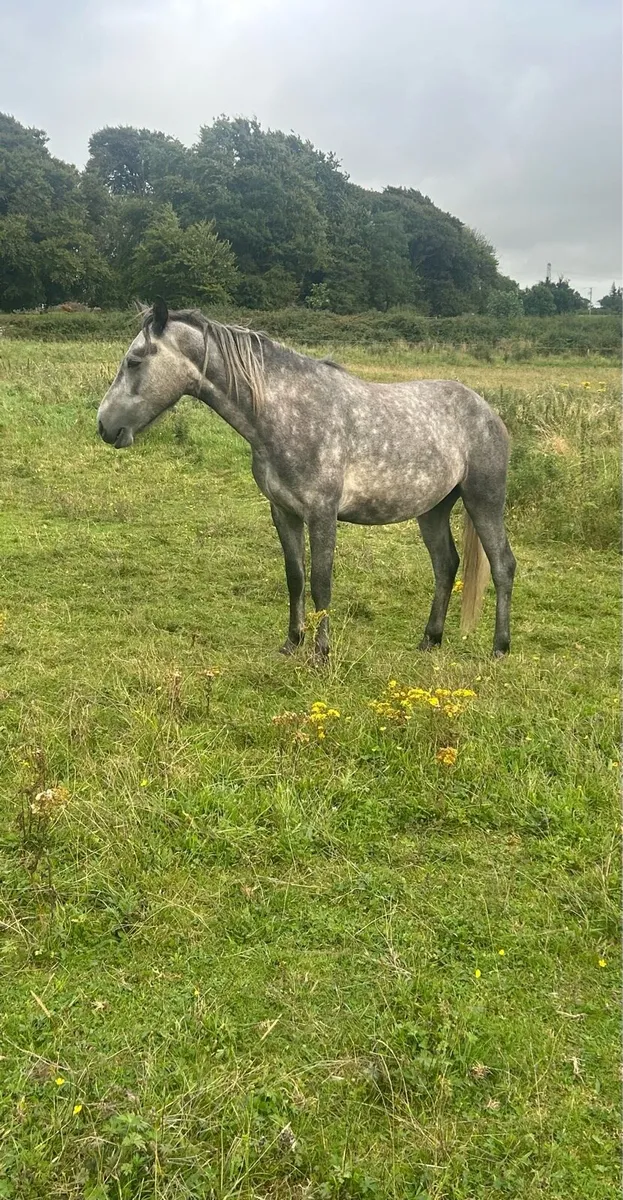 Connemara gelding - Image 2