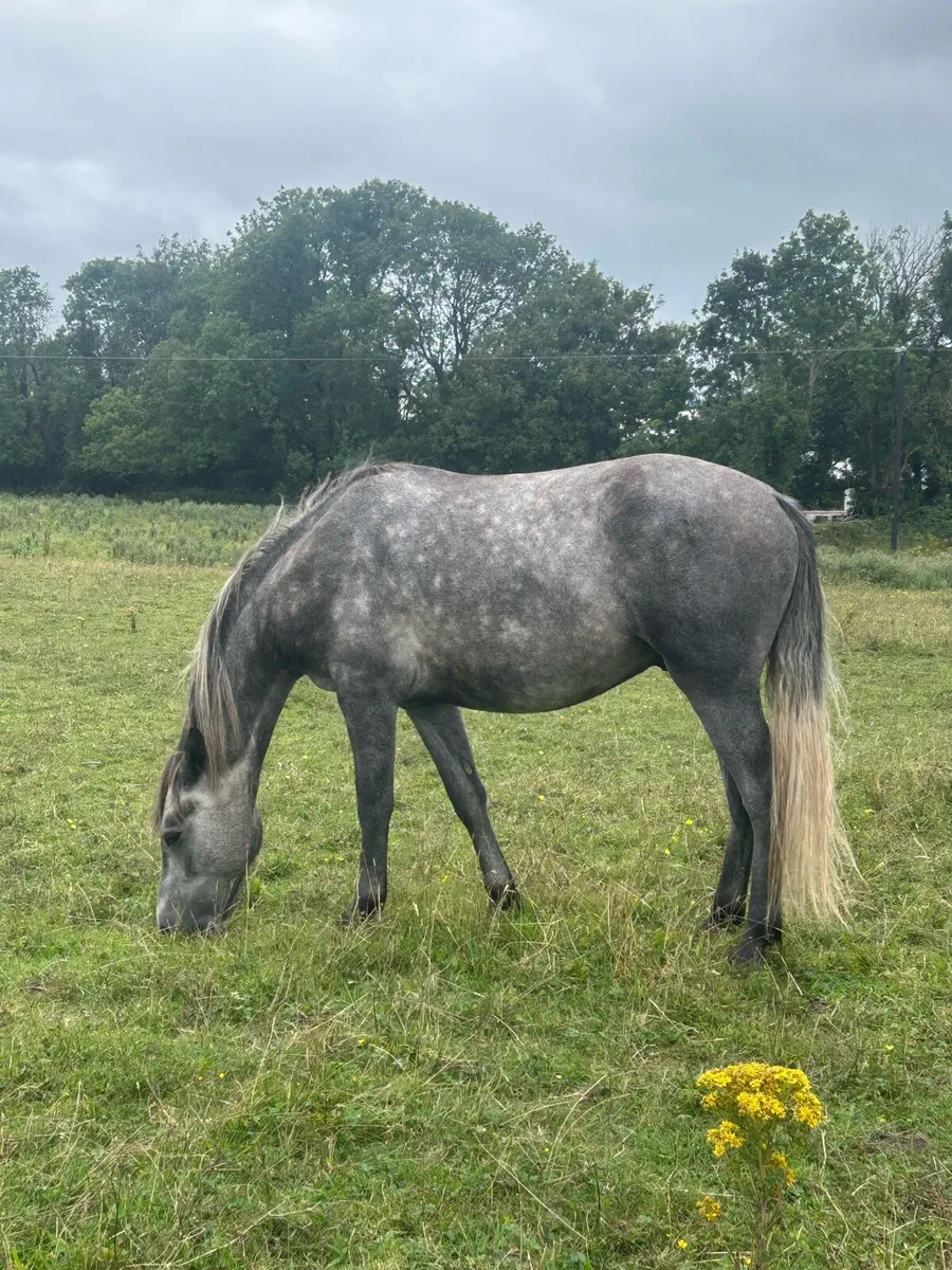 Connemara gelding - Image 3