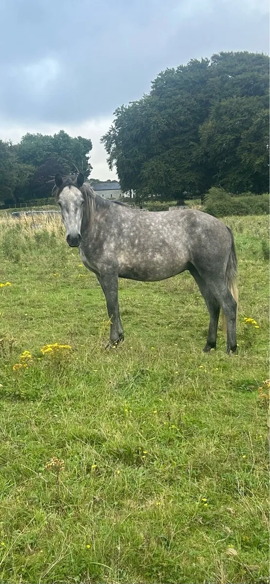 Connemara gelding - Image 1