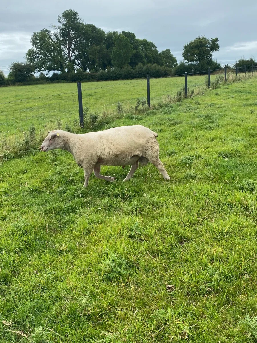 Ram - Image 4