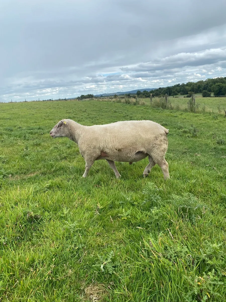 Ram - Image 1