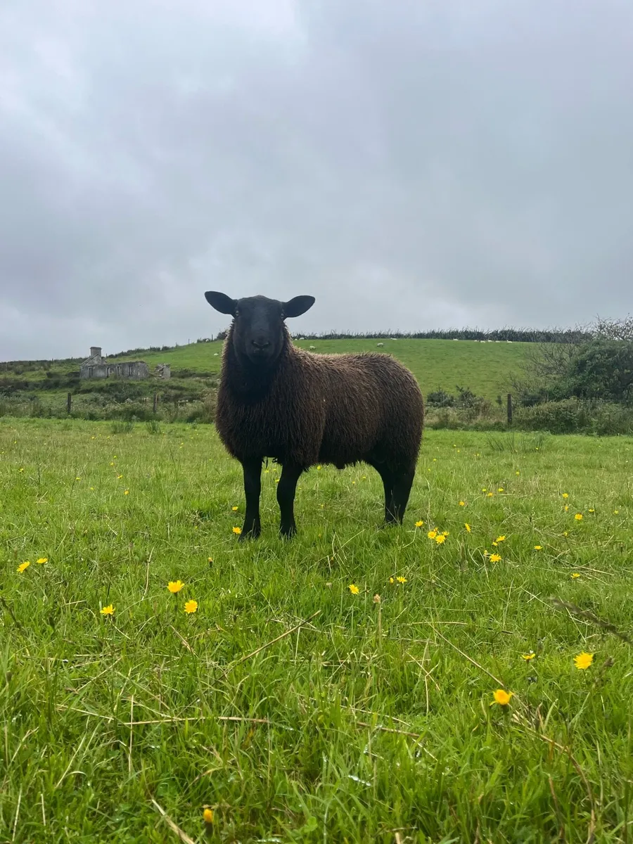 *** Black Ram Lamb *** - Image 1