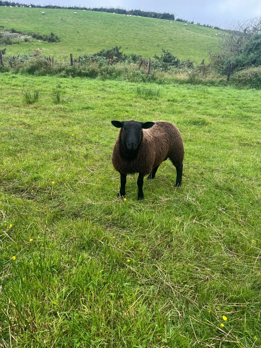 *** Black Ram Lamb *** - Image 2