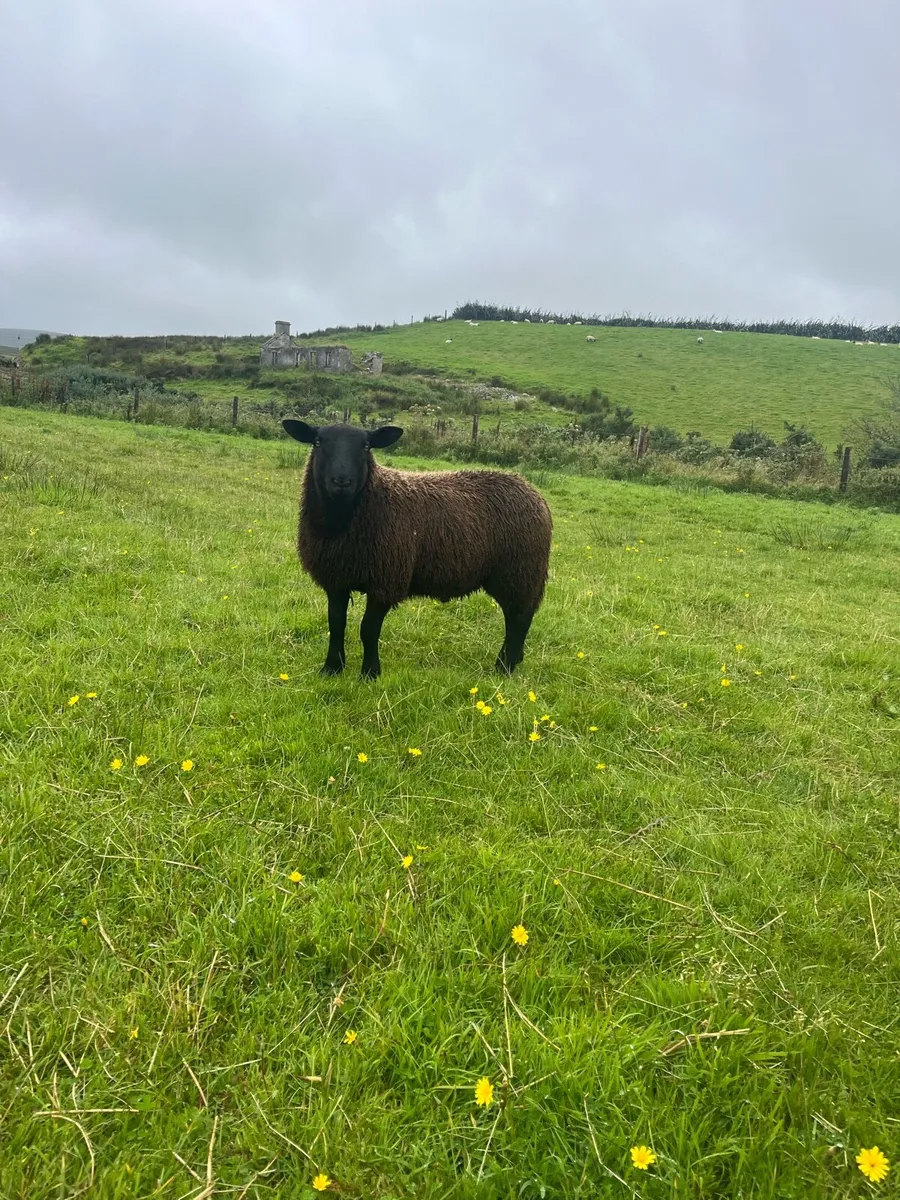 *** Black Ram Lamb *** - Image 3