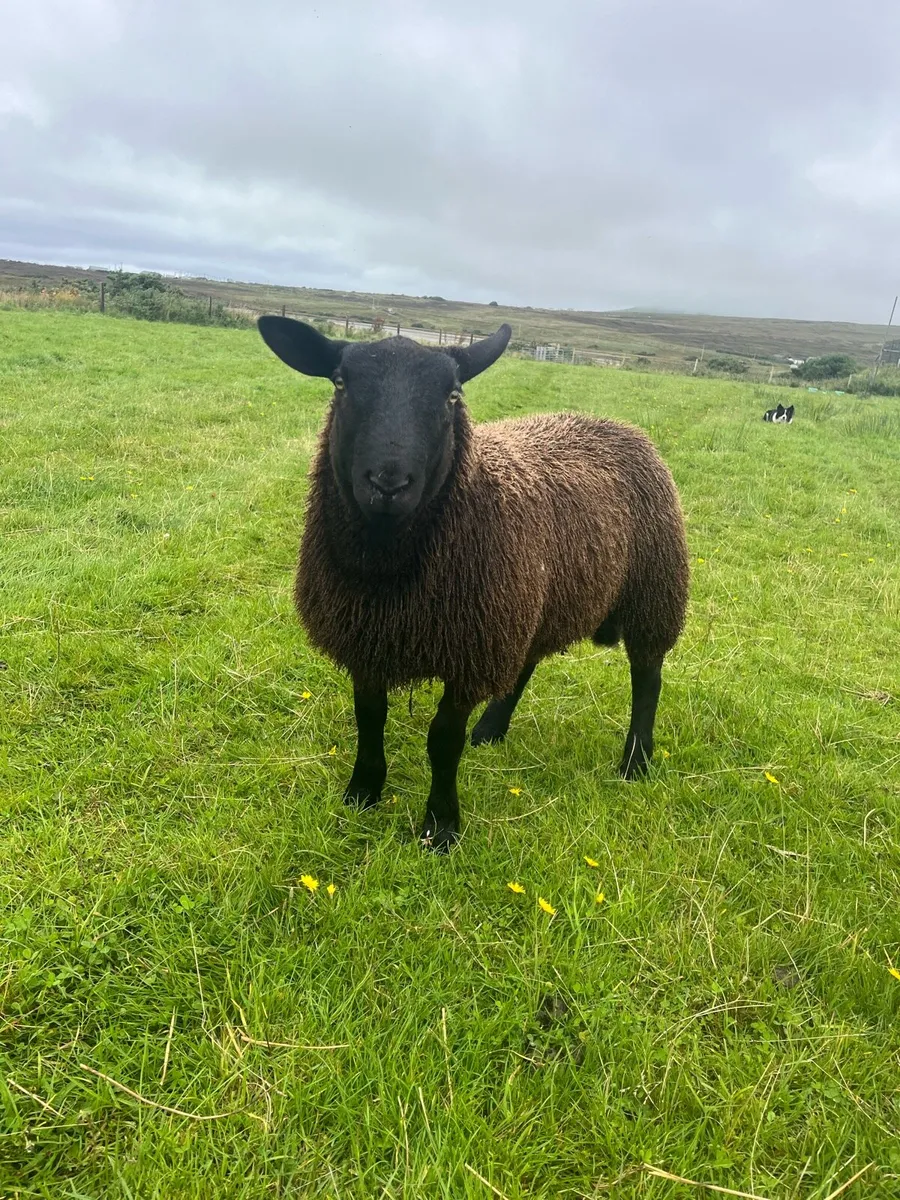 *** Black Ram Lamb *** - Image 4
