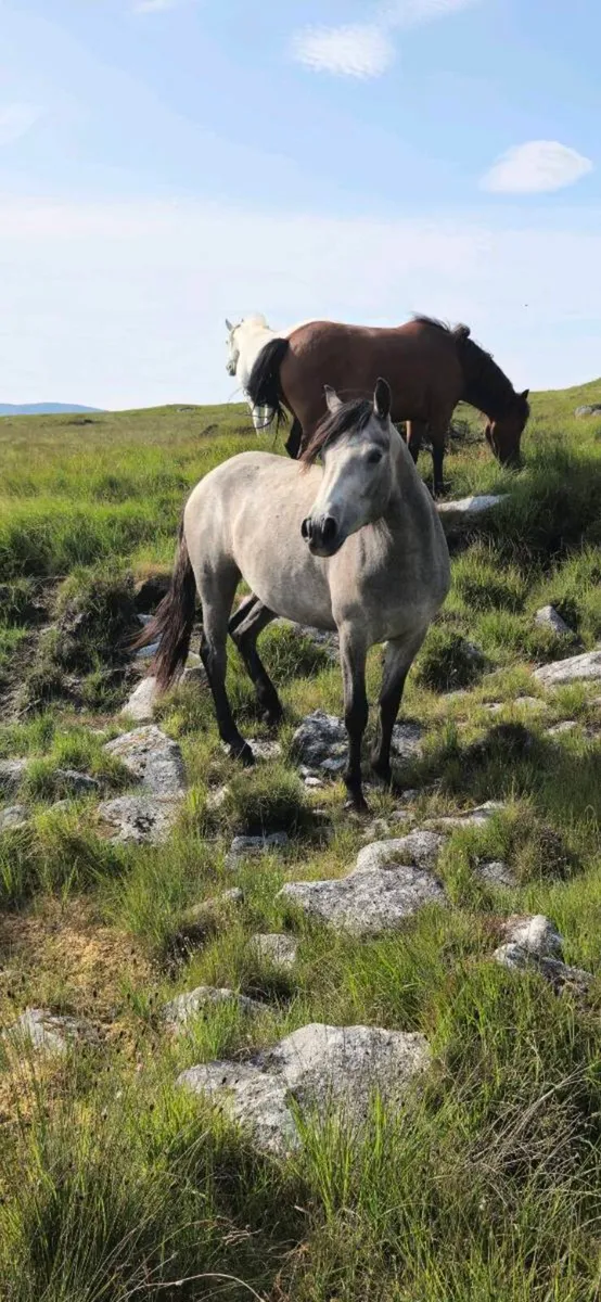 Pony - Image 1