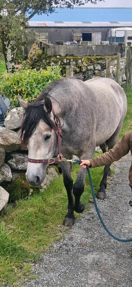 Pony - Image 2