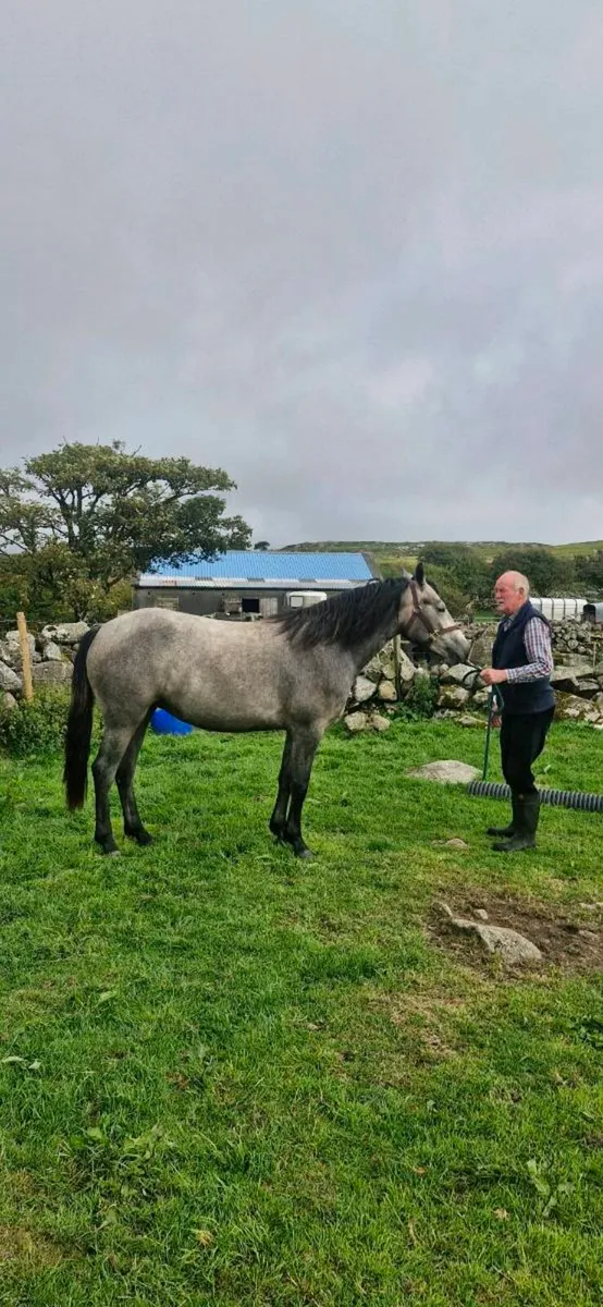 Pony - Image 3