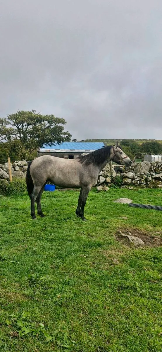 Pony - Image 4