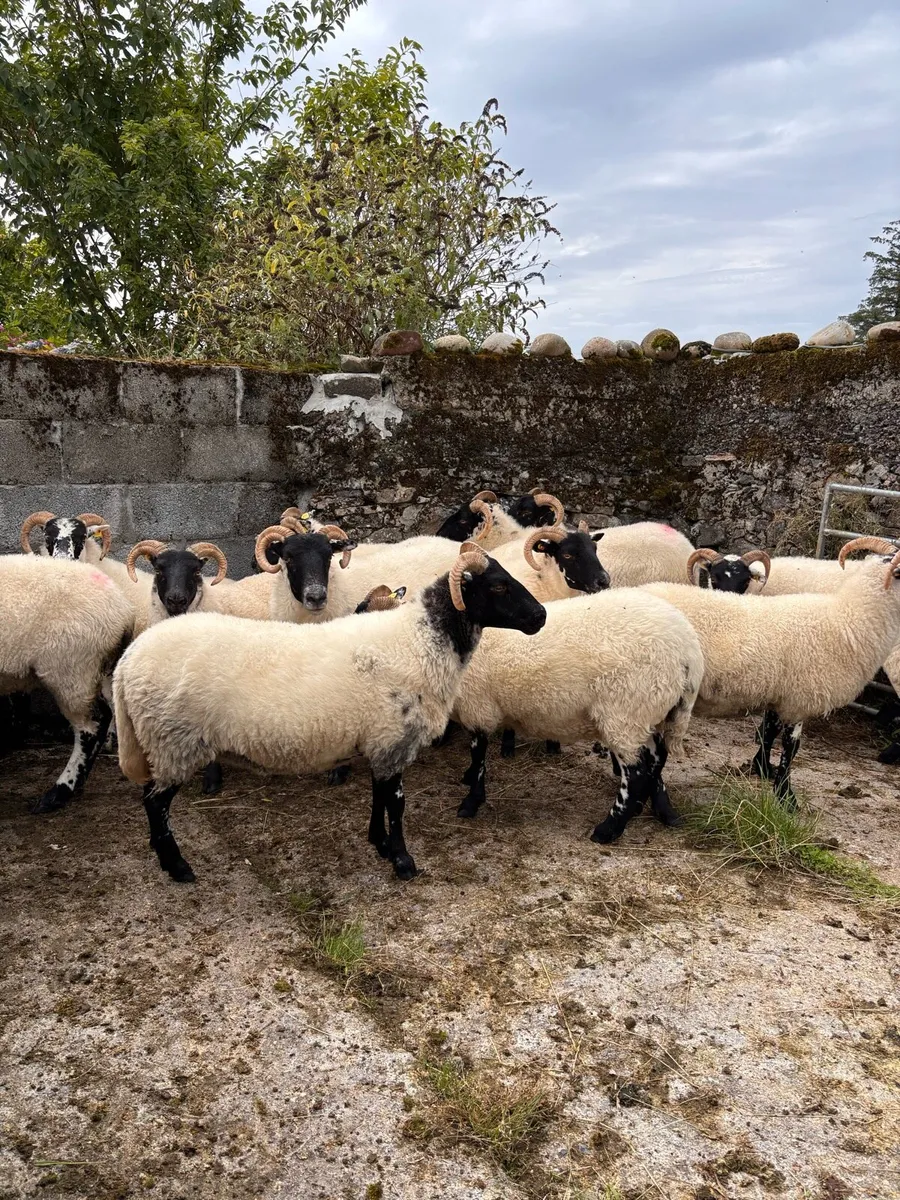 6 Lanark x hoggets - Image 1