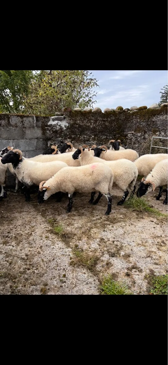 6 Lanark x hoggets - Image 2