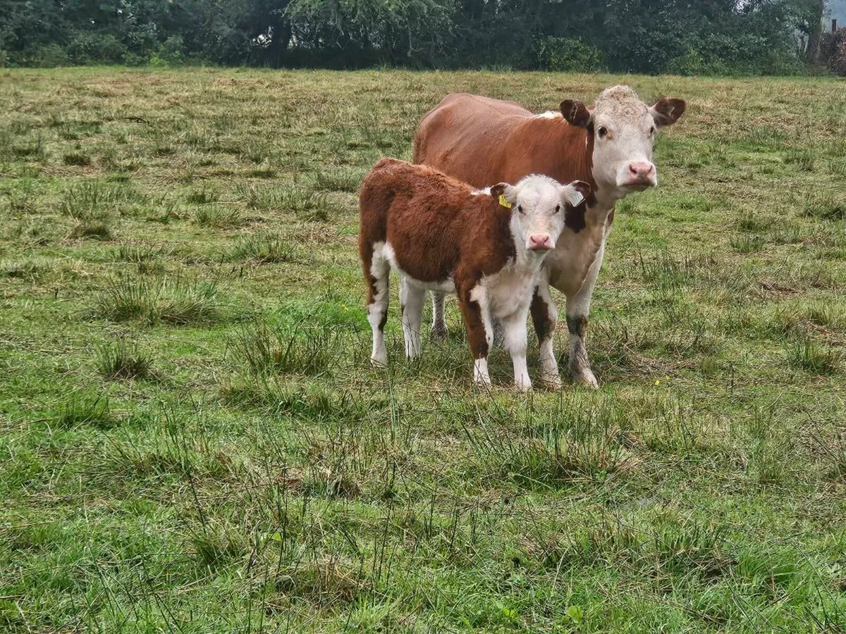 Pedigree Registered Hereford 1st calving heifer. - Image 2