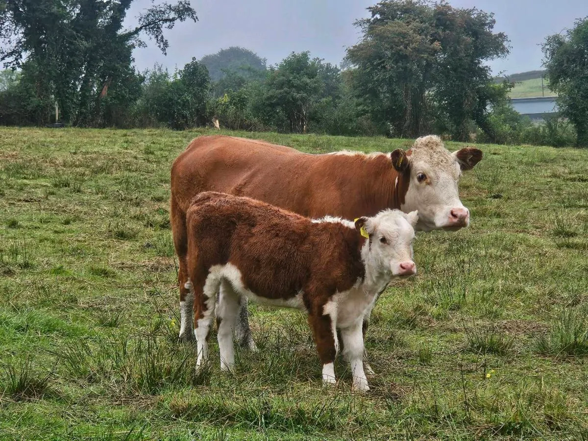 Pedigree Registered Hereford 1st calving heifer. - Image 3