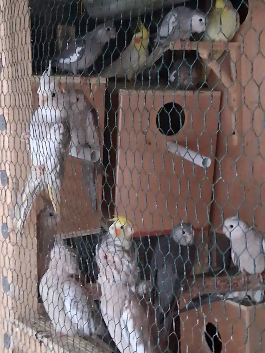 Budgies and cockateils - Image 4