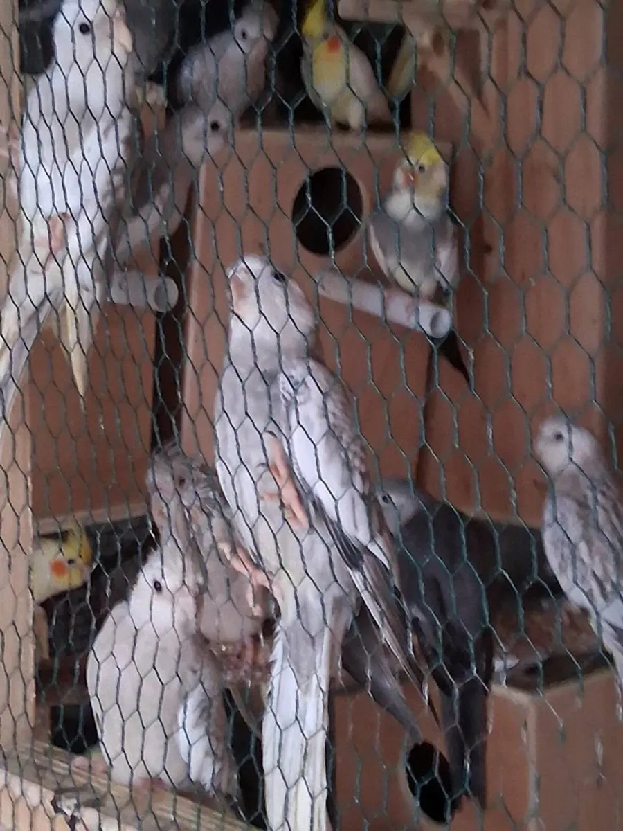 Budgies and cockateils - Image 1