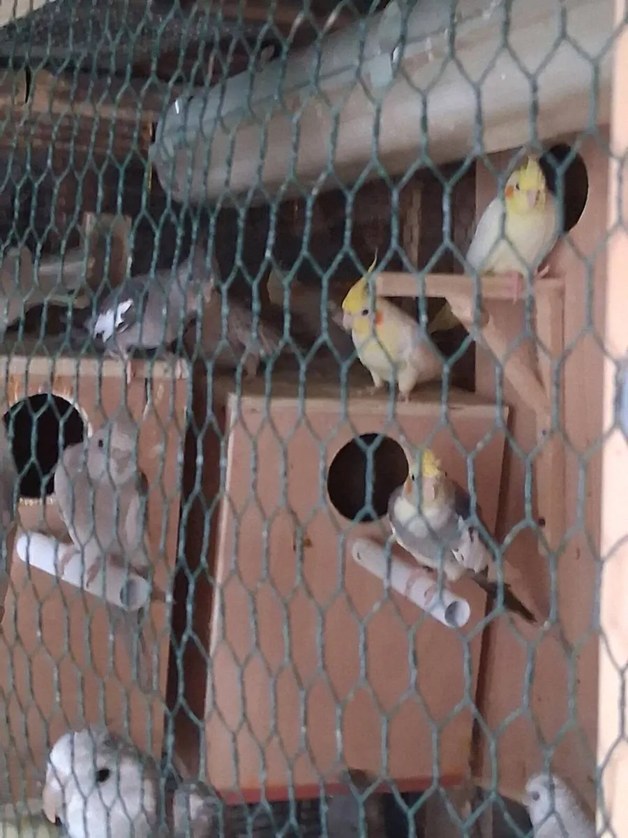 Budgies and cockateils - Image 2