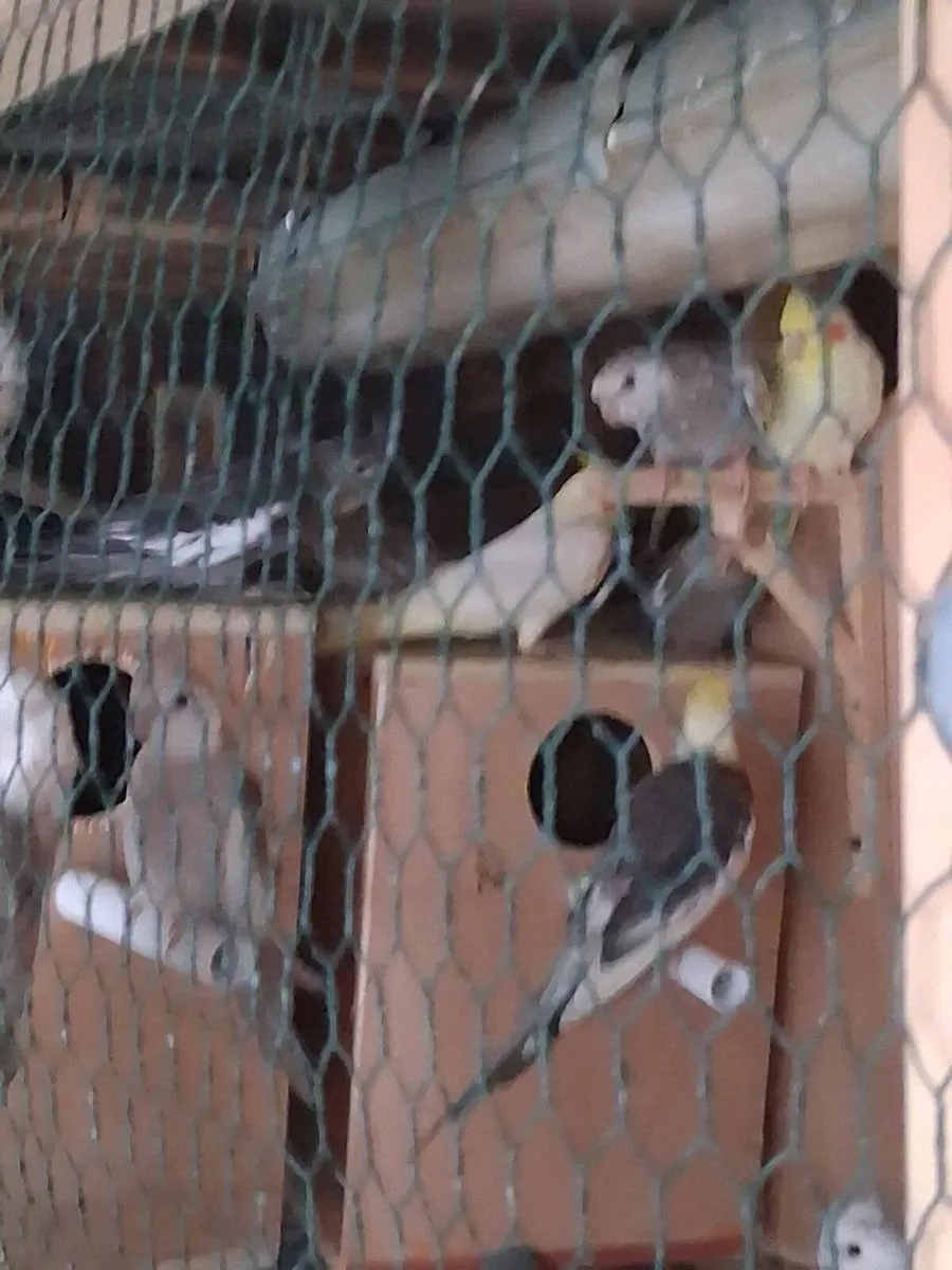 Budgies and cockateils - Image 3
